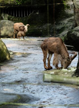 Two brown, furry animals; the hair on their forelegs is long and shaggy, but it’s short everywhere else; they have long faces, and long, curling horns protruding from their heads