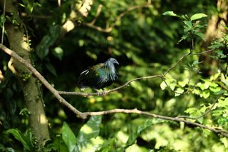 A plump bird perches on a branch; it’s head is a bluish gray, and its body dark; long green, blue, and yellow feathers sprout from its head and lay flat against its body, almost like hair