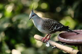 A small bird on a perch next to an empty clay dish; the bird’s head and chest are white, which fades to black tail feathers; its wings striped black and brown with white tips; three thin strands of feathers sprout from the top of the bird’s head
