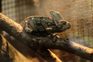 A lizard in profile, mottled green and brown, with small spikes running the length of its spine and belly, and illuminated by rays of sunshine, grasps a branch between its thumb- and finger-like claws; on its head is a large, flat protuberance