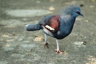 A large bluish gray bird walking along a cement path; its shoulders are a brownish red, with white accents; it has a thin beak, giving its face a somewhat pinched look; its eye is a deep red surrounded by dark blue, almost black, feathers like makeup; the feathers on its head are long and wispy