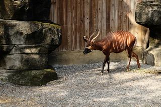 A large, deer-like animal with reddish brown fur and thin, vertical, white stripes, walks across some loose stones in front of a wood fence; it has long, twisted horns protruding from its head