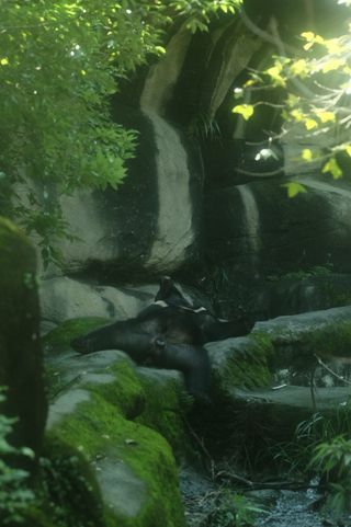 A large, black bear sprawls on its back on some mossy rocks in the shade, its chin pointing straight up; just visible on its chest is a stripe of white fur