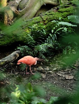 A bright pink bird stands in profile next to a fallen log; its beak is very long and thin, and curves slightly down