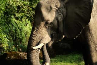 Close-up of an elephant’s head, with its trunk curled back into its mouth