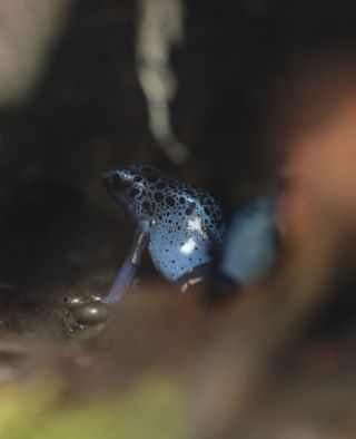 A very small, bright blue frog with black spots; it’s back is turned towards the camera