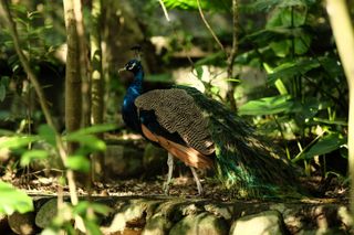 A large bird stands in the shade amongst some trees; it’s head and neck are covered in dark blue feathers; it’s wings have three layers of feathers, a black and tan marbled pattern, followed by the same dark blue as the neck feathers, followed by a warm light brown; the tail feathers are long, green, blue, and tan
