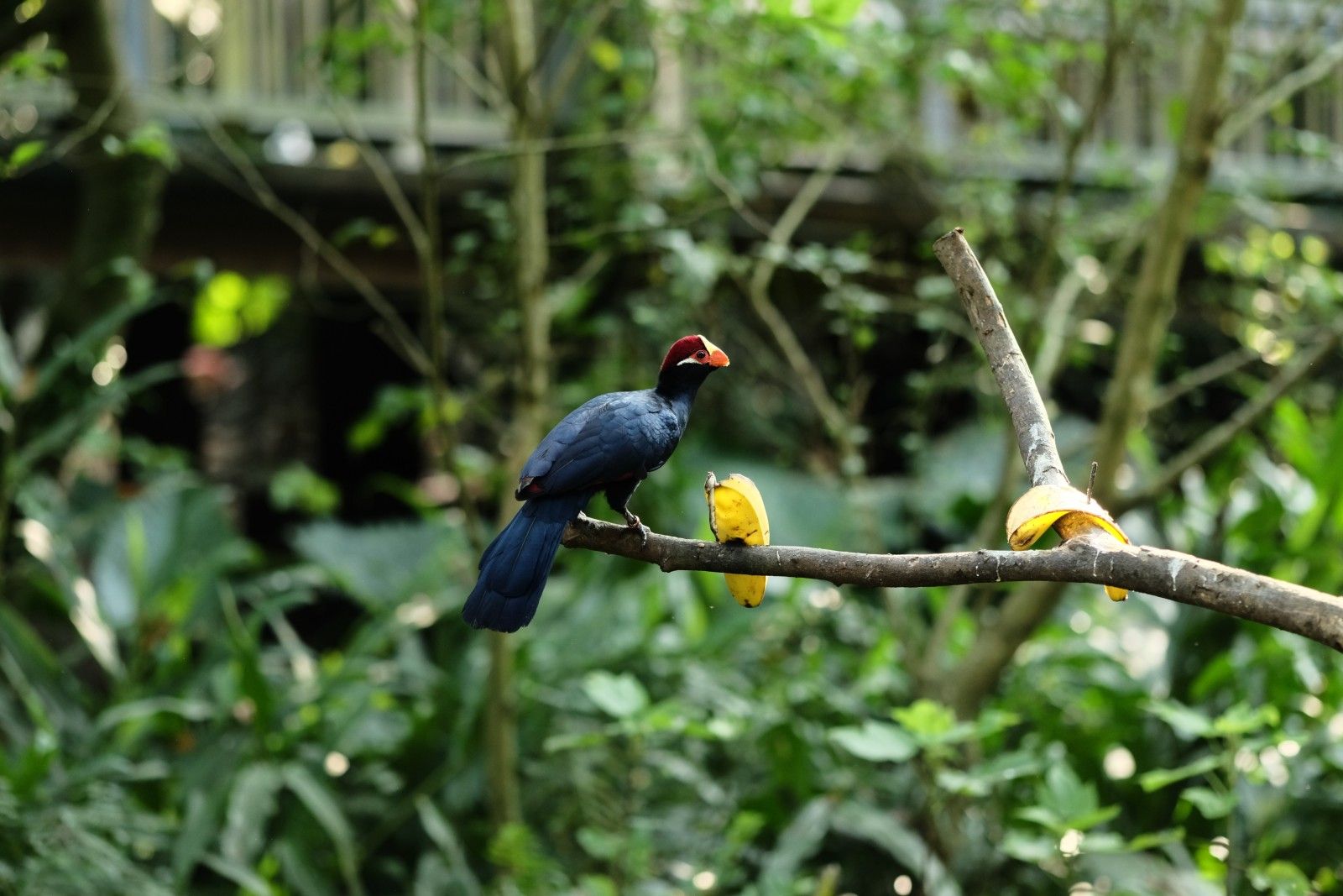 A small, dark blue bird perches on a branch next to a banana; the bird’s face is bright yellow and white, its beak is a bright orange, and the top of its head is colored a deep red