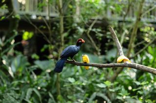 A small, dark blue bird perches on a branch next to a banana; the bird’s face is bright yellow and white, its beak is a bright orange, and the top of its head is colored a deep red