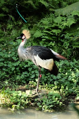 A large black and white bird stands in profile; it’s legs are black; it’s neck, wings, and tail feathers are white, and the feathers on its back are black; it’s face is black with white and a little pink around the eyes; a spray of thing, golden feathers springs from the back of its head like a crown.