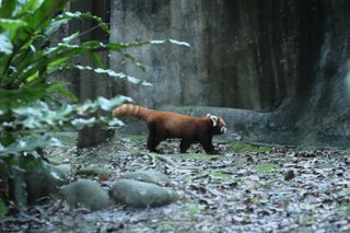 A fluffy animal, about the size of a of a very large card, with a long red- and black-striped tail, walks in profile; it has red fur on its body, black fur on its legs, and its face is similar to a raccoon, but is red, white, and black