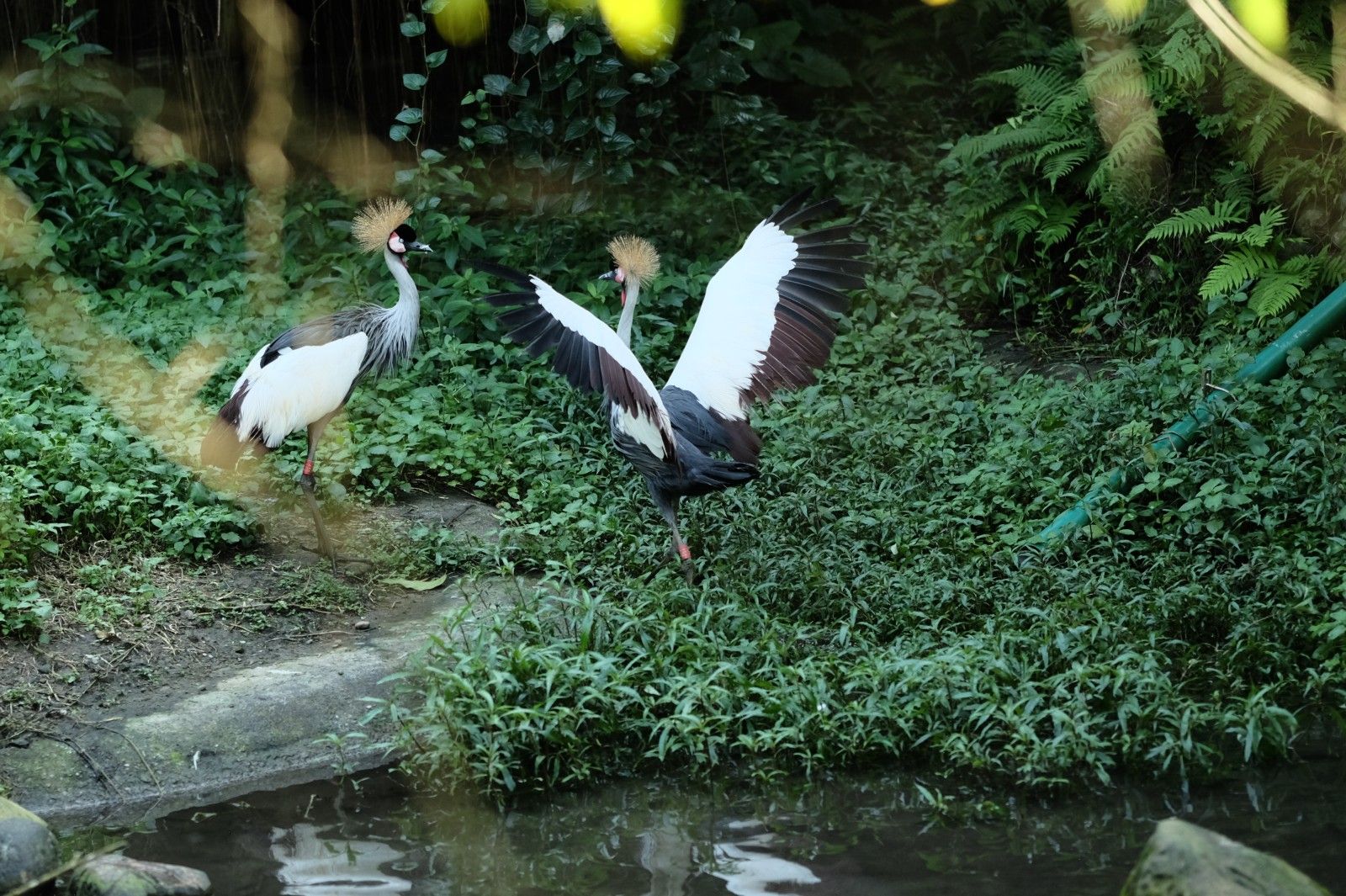 Two large black and white birds face each other on the bank of a pond; the bird on the right has its wings spread wide as it faces the bird on the left