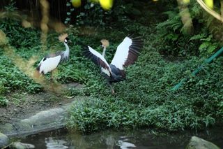 Two large black and white birds face each other on the bank of a pond; the bird on the right has its wings spread wide as it faces the bird on the left