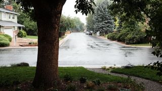 The ash tree, native plants, and grass in our front yard soak up some rain, in the background our street is slick with rain