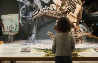 A young kid, age 5, with his back to the camera stands in front of a stegasaurus skeleton