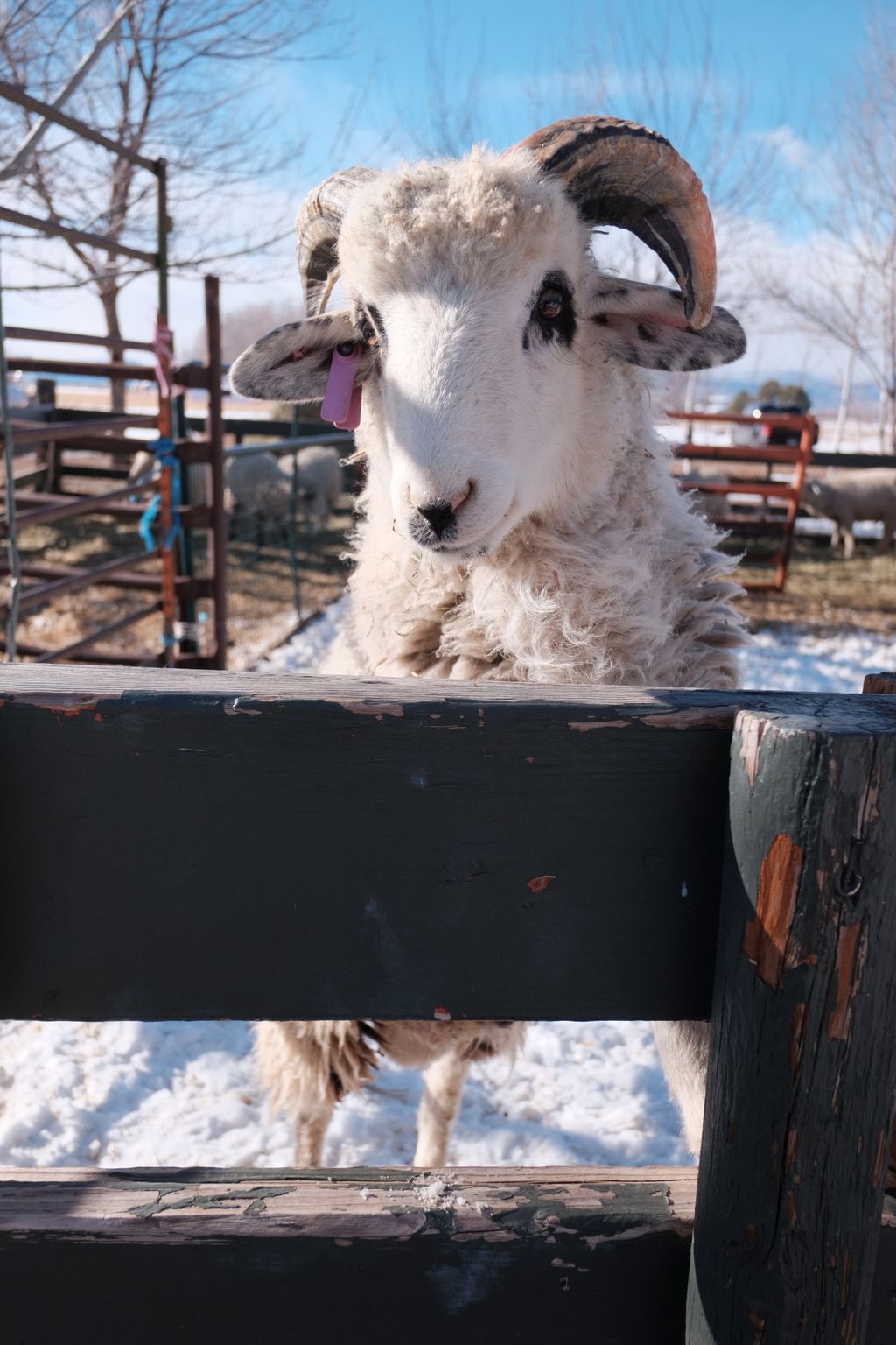 A white sheep with curving horns and black wool just around its eyes stands with its forelegs on a fence, peering over the top; it’s a sunny day with scattered puffy white clouds against a blue sky, and there is snow on the ground