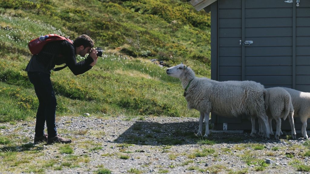 A person in profile wearing a backpack and holding a camera leans over at the waist to take a photo of a sheep, also in profile, who is looking directly into the camera lens; two smaller sheep stand behind the first sheep, and in the background is a small shed, and behind that is a meadow with wild grasses and flowers