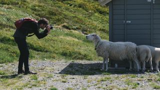 A person in profile wearing a backpack and holding a camera leans over at the waist to take a photo of a sheep, also in profile, who is looking directly into the camera lens; two smaller sheep stand behind the first sheep, and in the background is a small shed, and behind that is a meadow with wild grasses and flowers
