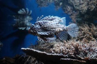 A purple (?) and white striped fish with spines coming off of its back and belly and a bulbous eye swims towards the left of the frame