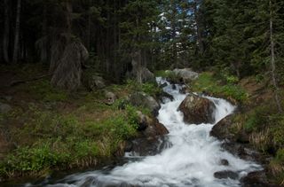 A small stream runs down a short cascade of rocks in the middle of a pine forest; a small boulder in the middle of the cascade briefly splits the stream in two; the surface of the stream appears white and smooth