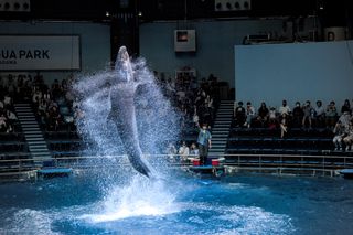 A dolphin leaps out of the water surrounded by spray in front of an audience