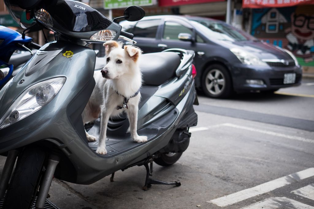 A small white dog with a little reddish brown fur on its ears stands on the small platform of a gray scooter parked at the side of the street; its ears are up and the tips are flopped over forward as it looks out from the side of the scooter towards the left side of the frame as if it is watching something