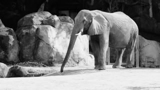 An elephant extends its trunk towards the ground towards a spray of water coming up from the ground