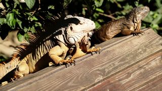 Two large lizards bask in the hot midday sun on an angled, wooden roof; the nearest lizard has long, floppy spikes running the length of its spine, has a white head, and a yellow body; the furthest lizard’s spikes lay flat against its back, and is all brown