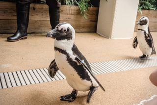 Two African penguins walk along the ground