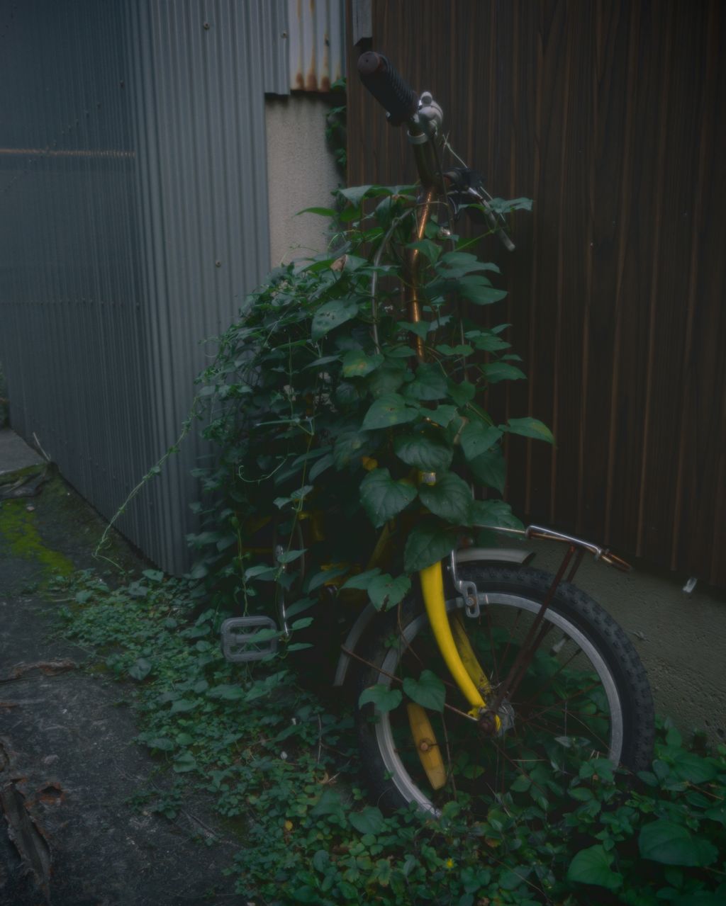 The handlebars, front wheel, and bright yellow fork of a city bicycle leaning against a wall are just visible under some vines