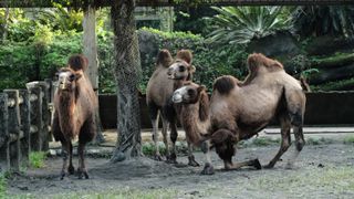 Three camels stand around a tree; their fur is brown, and on the front and back of their necks, their shoulders, and the tops of their two humps, the fur is long and shaggy; one camel is down on one knee, as if its taking a knee to pose for the camera