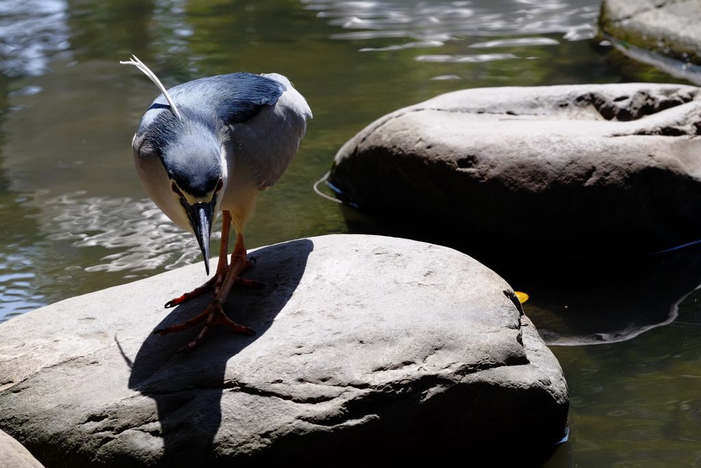 A bird with deep blue feathers on its head and back, gray wings, and a white underbelly, and three long white feathers protruding from the back of its head over it’s back, stands on a large stone surrouned by water with its head lowered, looking intently at the water (or something in it).