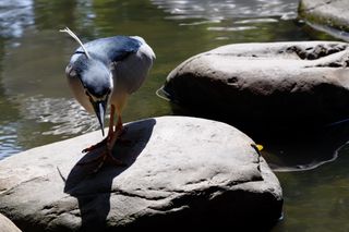 A bird with deep blue feathers on its head and back, gray wings, and a white underbelly, and three long white feathers protruding from the back of its head over it’s back, stands on a large stone surrouned by water with its head lowered, looking intently at the water (or something in it).
