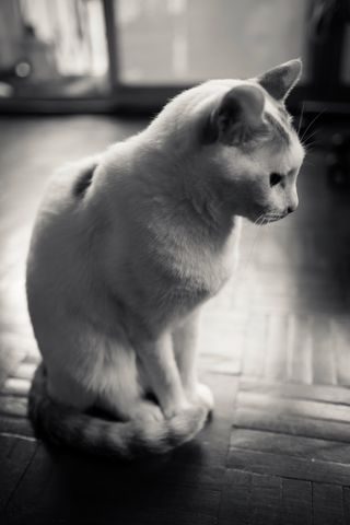 A black and white photo of a white cat with dark stripes on his tail, and a few dark spots on his head and back sits in profile facing the right with his feet together and his tail curled around them on a parquet floor; he is looking demurely down towards the floor at a point just outside of the frame