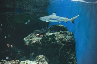 A smooth-looking shark with black tips on its fins swims in a tank